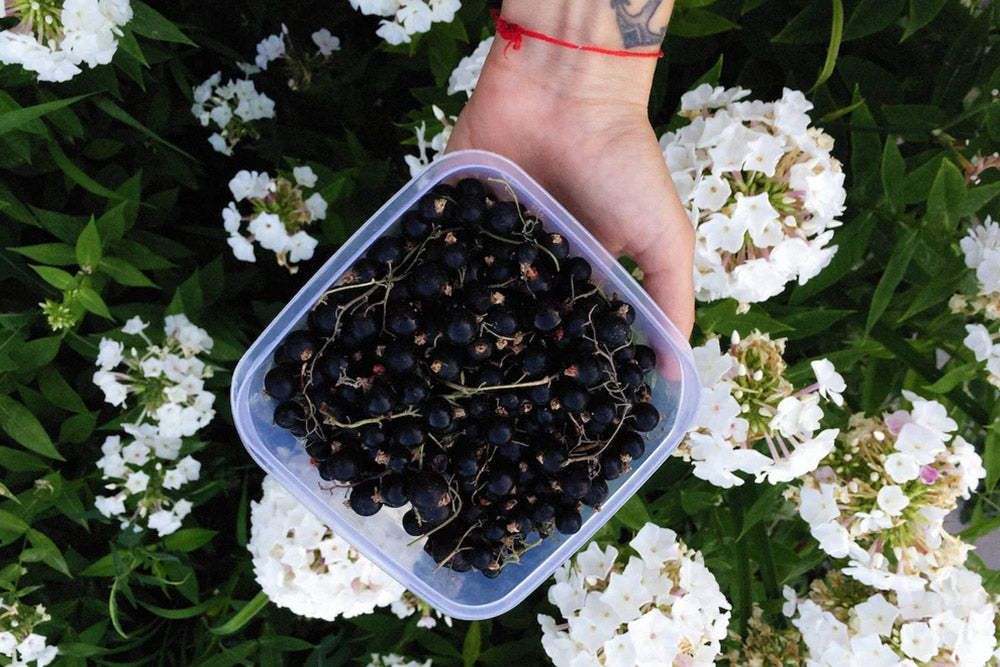 10 Surprising Health Benefits of Blackcurrant Supplements
