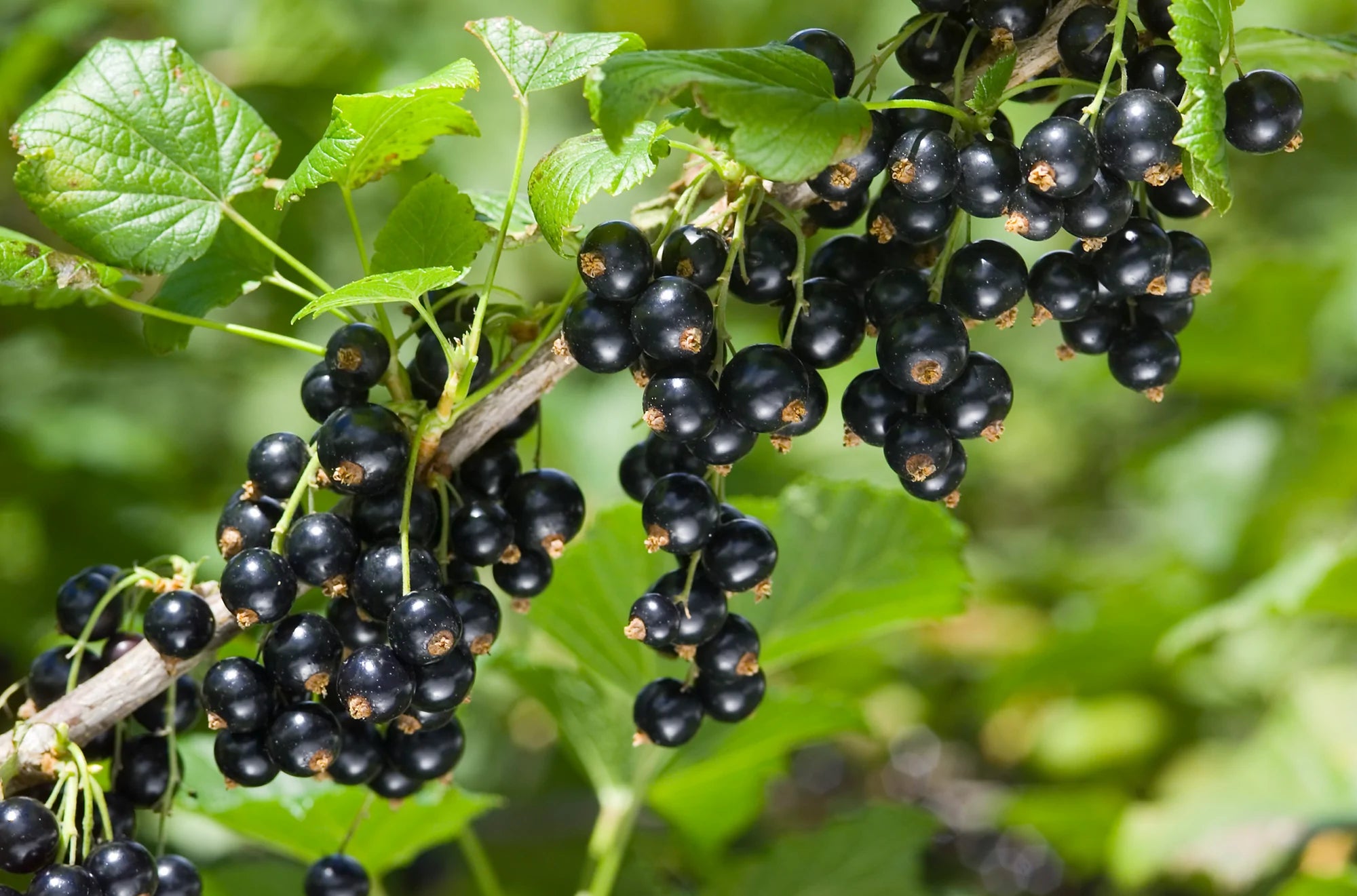 New Zealand blackcurrant berries